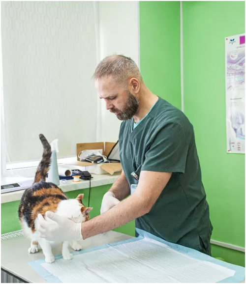 В ответе за четвероногих: успешное дело, где в центре внимания не просто прибыль, а искренняя помощь тем, кто не может говорить о своей боли